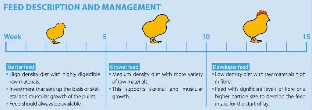 Brooding (1-21 days) Poultry The Chickipedia H&N
