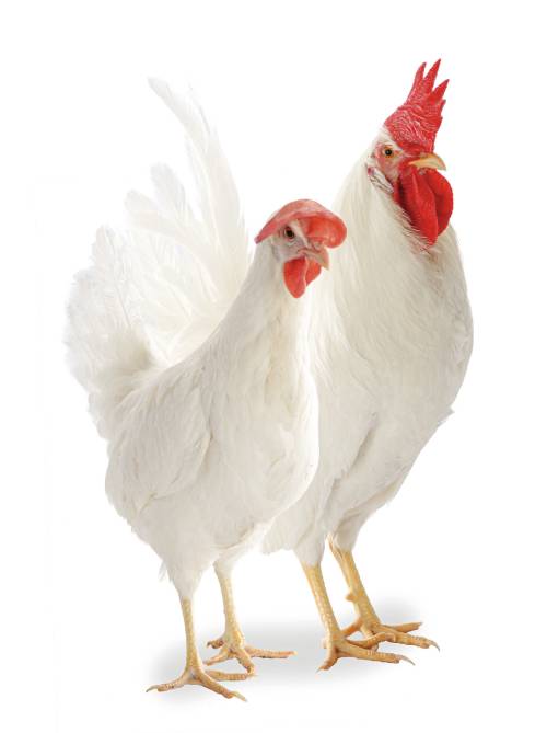 Ladies and gentle hens – new developments in h&n genetics