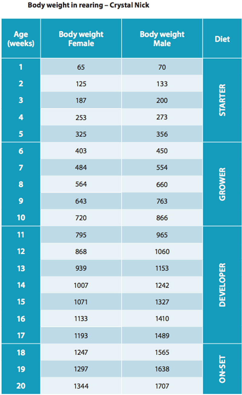 Rearing period (9 – 15 weeks) Poultry The Chickipedia H&N