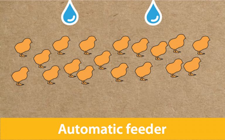 Brooding (1 -21 days) Poultry The Chickipedia H&N