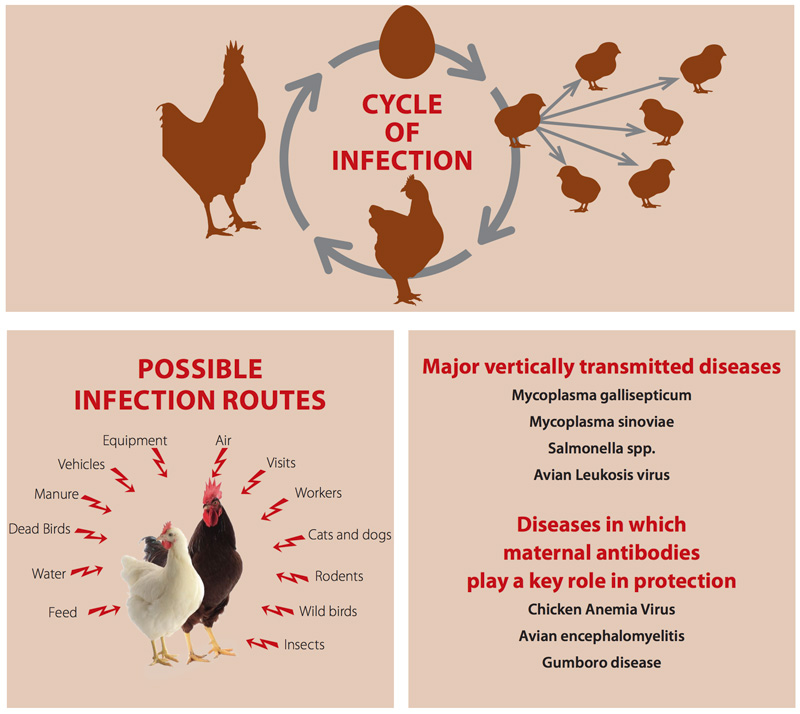 Health And Biosecurity Poultry The Chickipedia Handn 