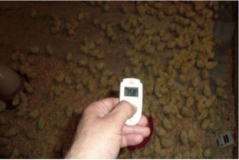 House preparation and arrival of chicks Poultry The Chickipedia H&N