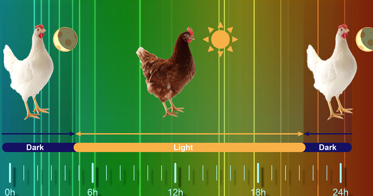 Light management poultry h&n fernando-carrasquer|Light management poultry h&n fernando-carrasquer|h&n-light-management-poultry-fernando-carrasquer|hechos-luminosos-sobre-manejo-de-la-luz